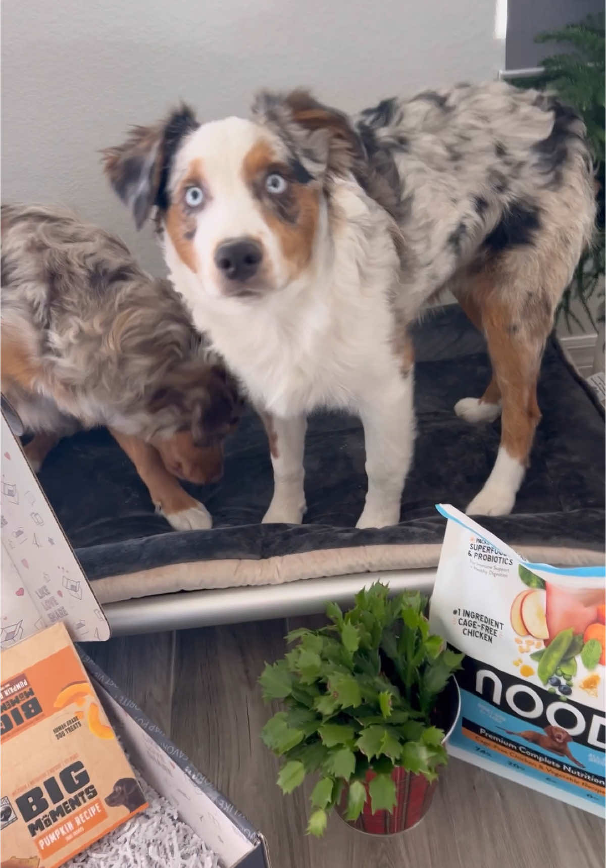 Looking for great gifts for a pet parent (or special dog!) this holiday season? Check out these options from @noodpetfood for a Dry Dog Chicken and Vegetable Recipe your pups will love, @Wet Noses for a memorable and delicious crunchy treat, elevated Kuranda Dog Beds to eliminate pressure points and regulate your dog’s body temperature, and gorgeous pet-friendly plants from @Costa Farms! If you hop over to my instagram, I even have some promo codes for your first orders! AD #BBGiftGuideforPets #noodpetfood #dogfood #target #KurandaUSA #KurandaDogBed #KurandaDog #ChewProofDogBed #BestDogBed #ElevatedDogBed