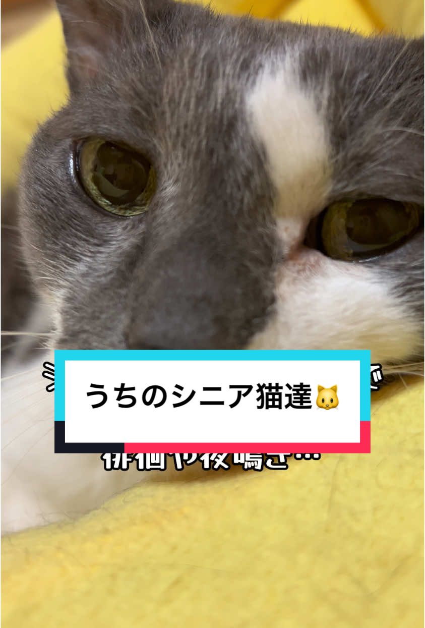 うちのシニアの３にゃんは、ここがお気に入りの様子🤭💗 #tiktok猫部 #猫のいる暮らし #猫の日常 #シニア猫 #catsoftiktok #fyp 