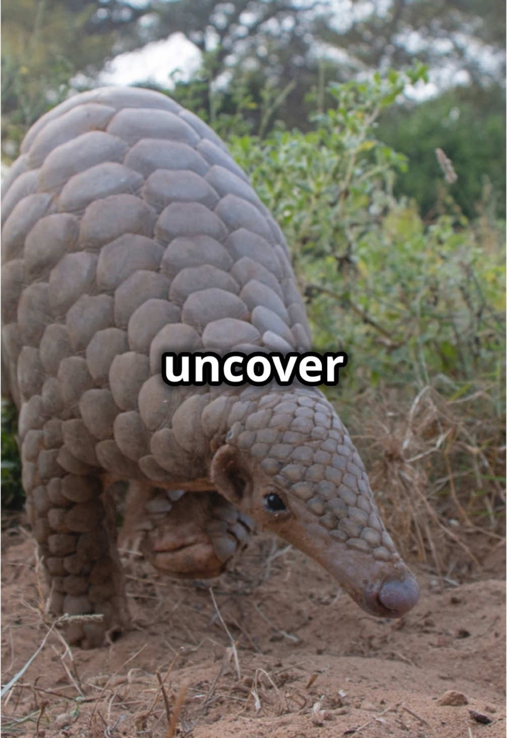 Pangolin facts!!