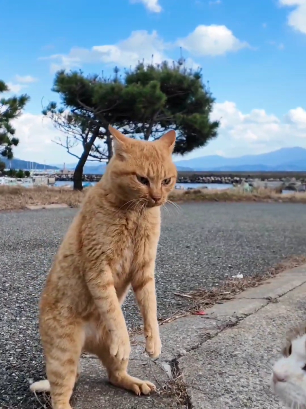 何でこうなるの？仲良しかと思ってたら突然キレる猫 #猫 #猫島 