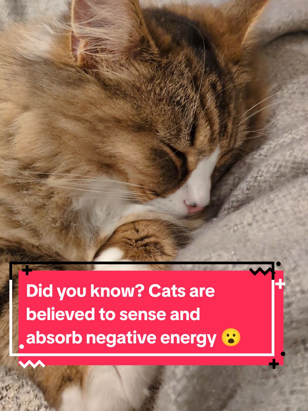 Did you know? Cats are believed to sense and absorb negative energy 😮 #catlovers #kittenlove #cattok #catsoftiktok #catfacts 