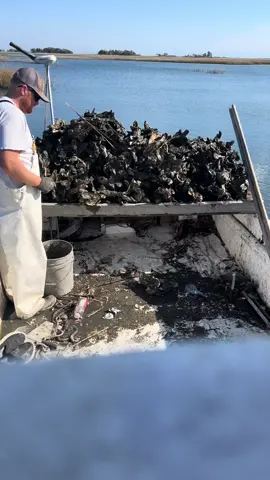 When its blowin 35 you go get mud rocks #fvyelladog #nc #feedingyourfamily #commercialfishing #supportyourlocalfishermen #oysters 