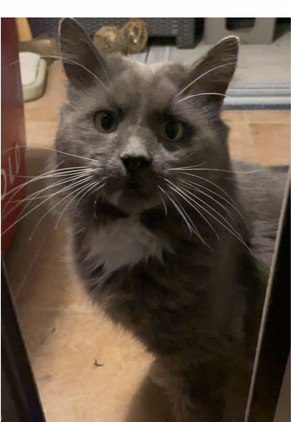 Boy Blue is so cute. He wouldve shredded my hand if i reached to him. Been wearing a glove lately to let my hand heal. One day he’ll let me pet him. 😺🐾🐾 #cat #catvideos #tiktokcats #catlover #catdad #catsoftiktok #catmom #cats 