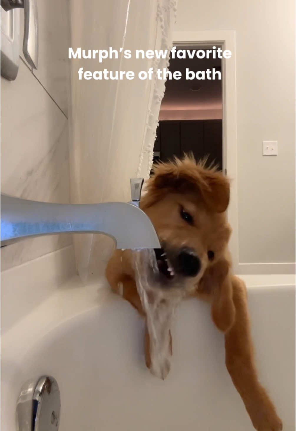 Ending is a little aggressive #goldenretrieverlife #dogsoftiktok #dogtok #dogtokker #puppytiktok #puppy #puppygoldenretriever #puppygolden #murphthegolden  