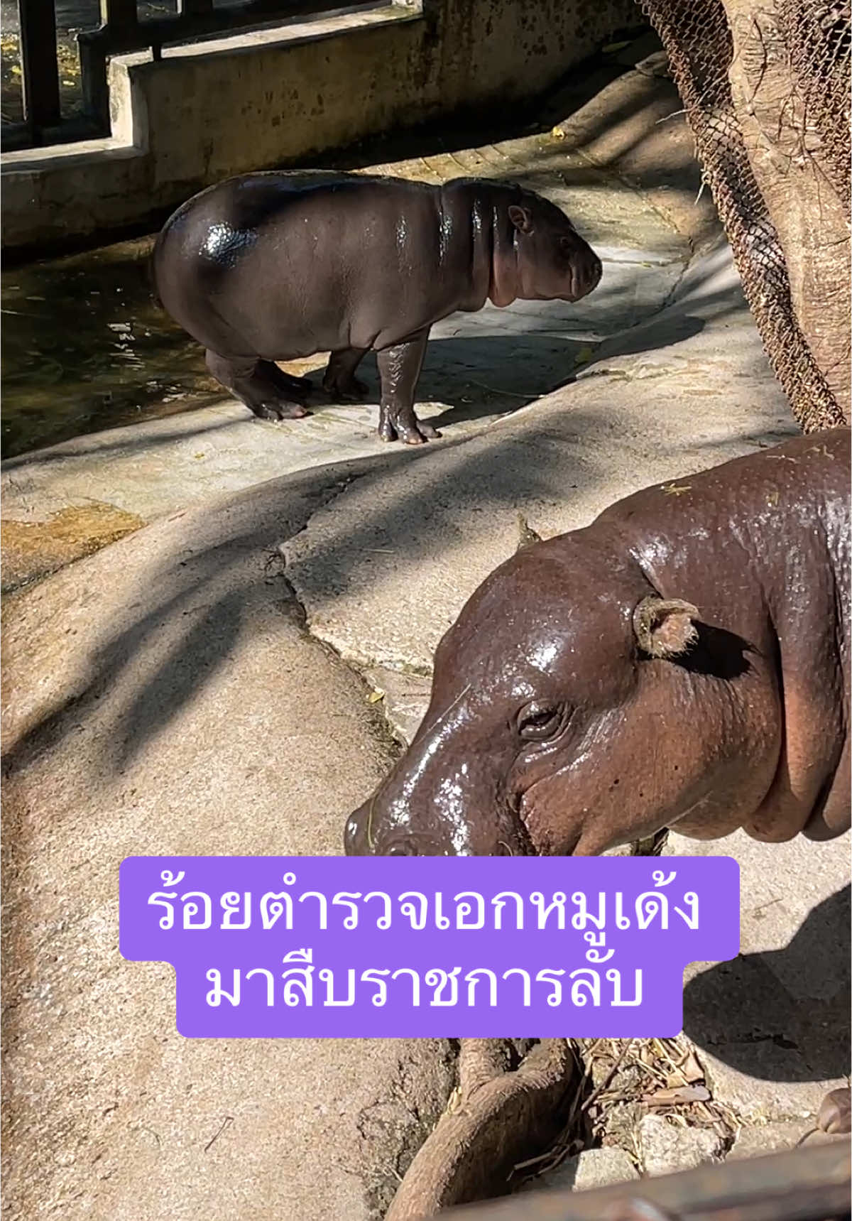 พาลูกสาวมาหาน้องหมูเด้ง พ่อก็สนุกมากพอๆกันน่ารัก #หมูเด้ง #moodeng #fyp #มาทํา#มาทําตsday #fyppppppppppppppppppppppp #foryou #fy #o #world