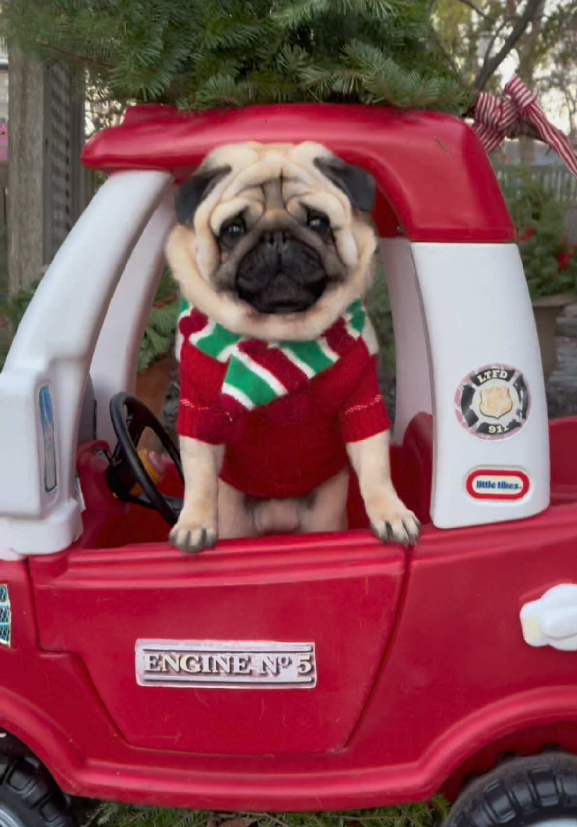 Hop in! Headin’ to The Dollar Tree!!! 🚗🎅🏻🎄💚❤️ #dashielldonovan #lovepugsandkisses 