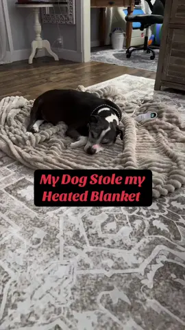 #heatedblanket #blanket #blanketlife #cozyblanket #bedsure #tiktokshopholidayhaul #tiktokshopholidaydeals #electricblanket #dogsoftiktok 