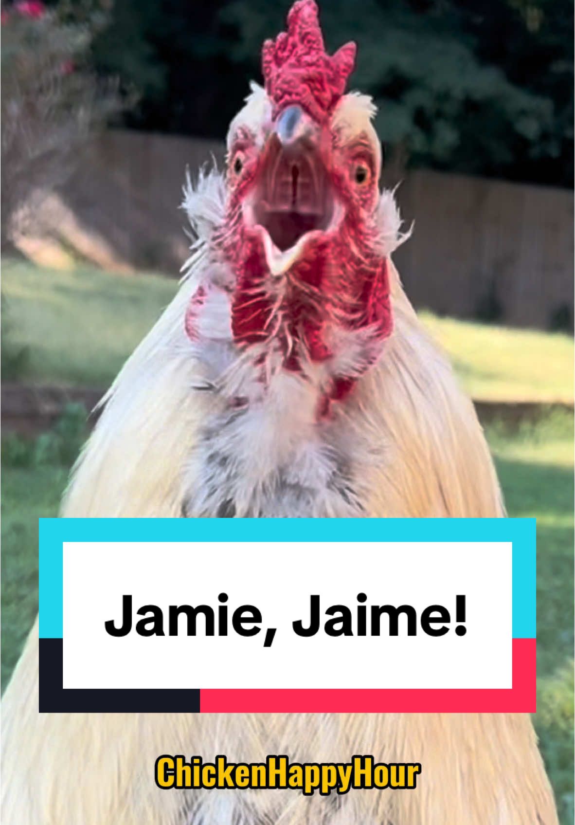 Frankie is calling #jamie #jaime #james #rooster #chicken #memesdaily #chickensoftiktok #funnyanimals #chickenhappyhour  