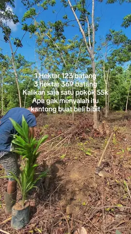 Belum di makan hama beruk/landak/tikus🥵#petanisawit #kulisawit #petaniindonesia🇮🇩🇮🇩🇮🇩🌿🌿 #petanimilenial 