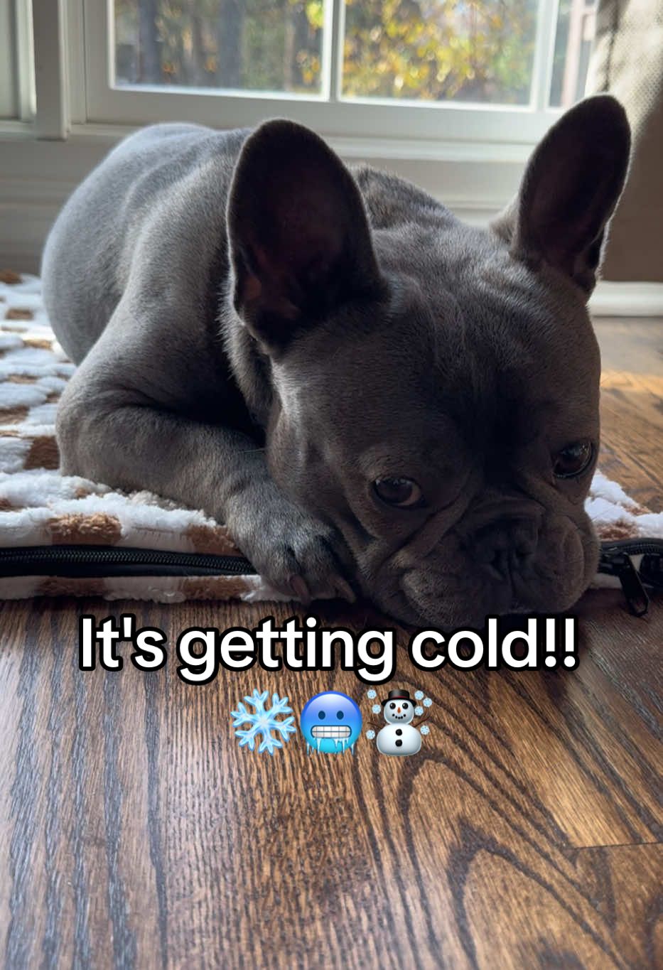 Your pet will absolutely go bonkers for this heated blanket/pad. #dogsoftiktok #frenchies #frenchiesoftiktok #dogmom 