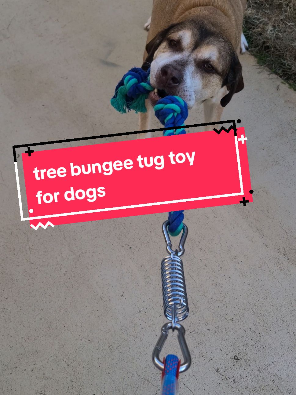 it's much easier on my shoulders to let my dog tug against a tree then against me. #dogtoy #outdoordogtoy #tugofwar #tugtoy #tugtoysfordogs #treetoy #tugtoythatattachestotree #treebungeetoy #entertainyourdog 