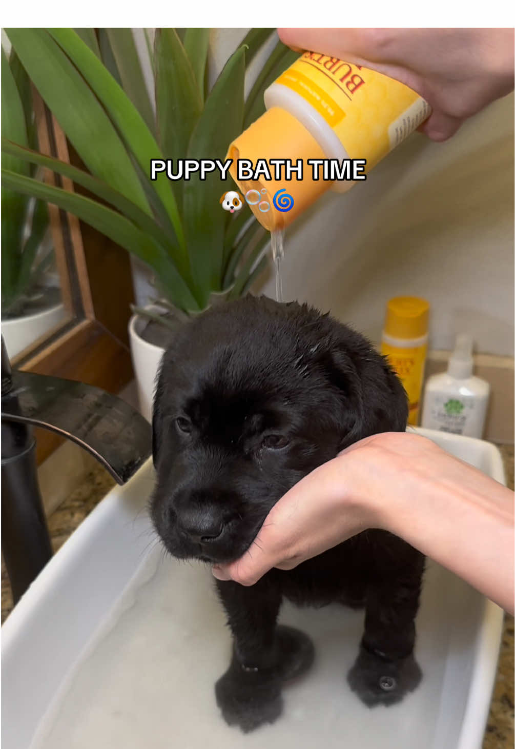 BEAR’s Puppy Bath Time 🐶🫧🧼❤️ #puppytiktok #puppybath #dogbath #bathtime #bathtimeroutine @burtsbeeofficial @Hempz @LUSH 