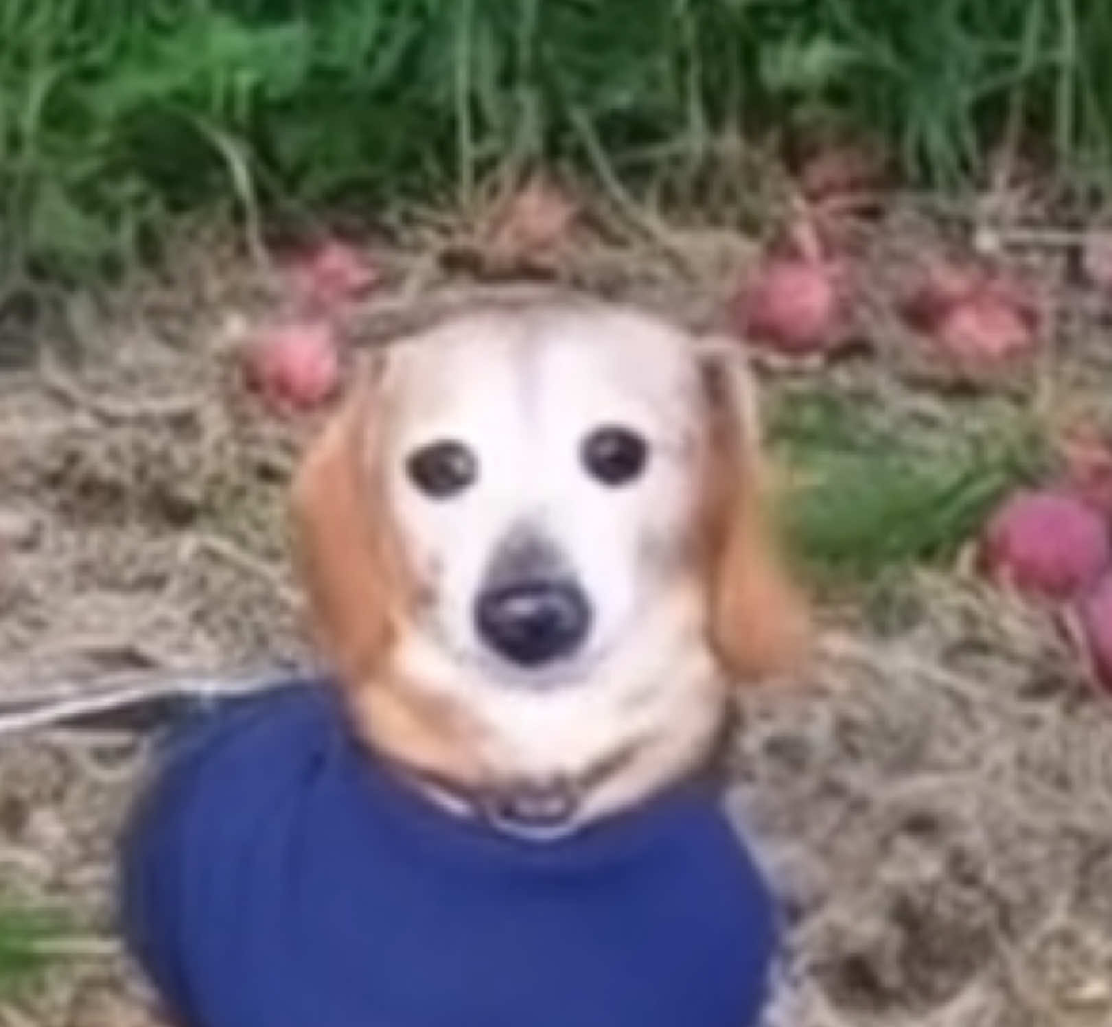 #dogs #cute #apple #fpyシ 