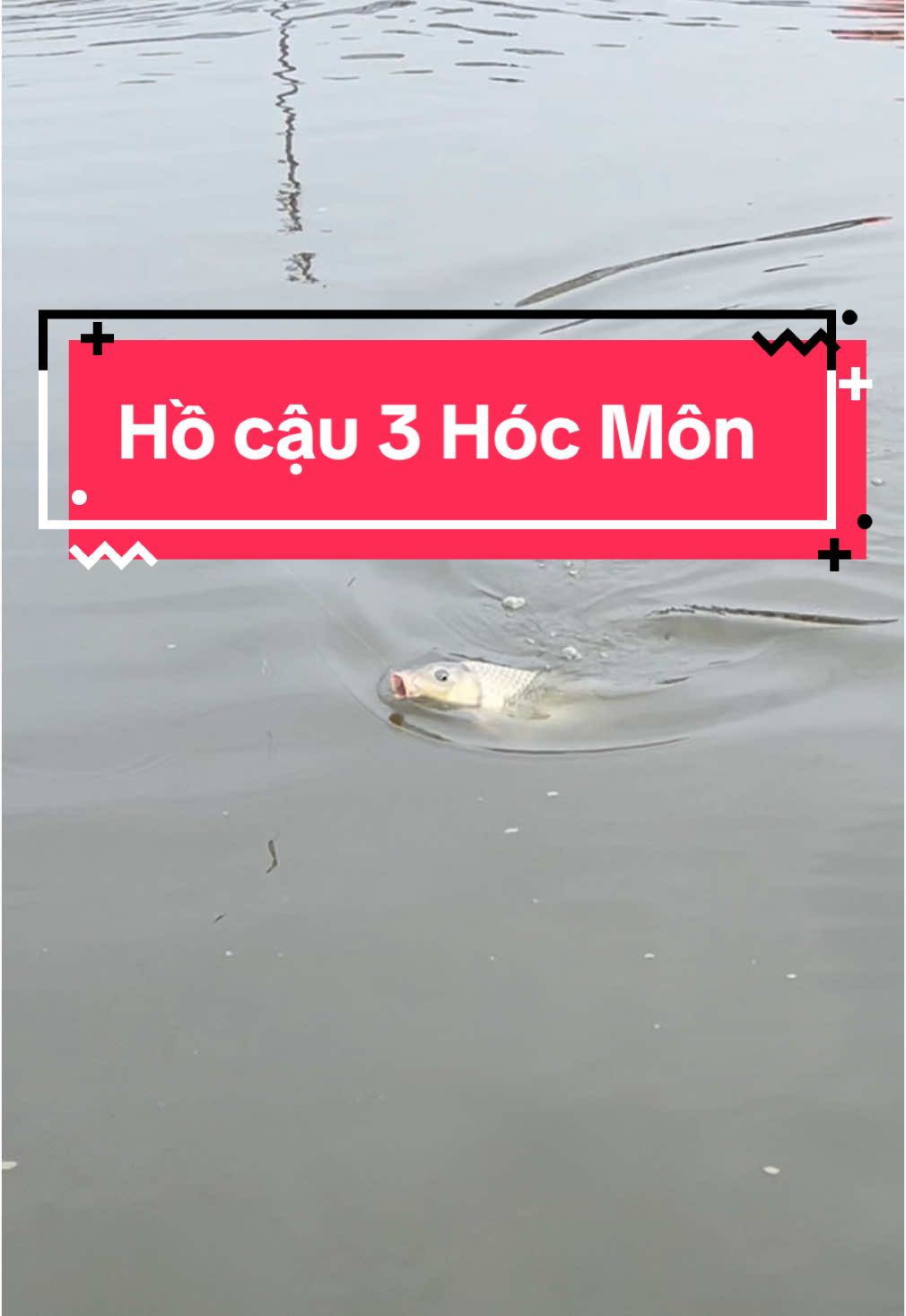 Trải nghiệm câu chép | Hồ cậu Ba Hóc Môn #xuhuongtiktok #botthomcauchep #moicaucachep #câudaifising #HuuLuc #câudai 