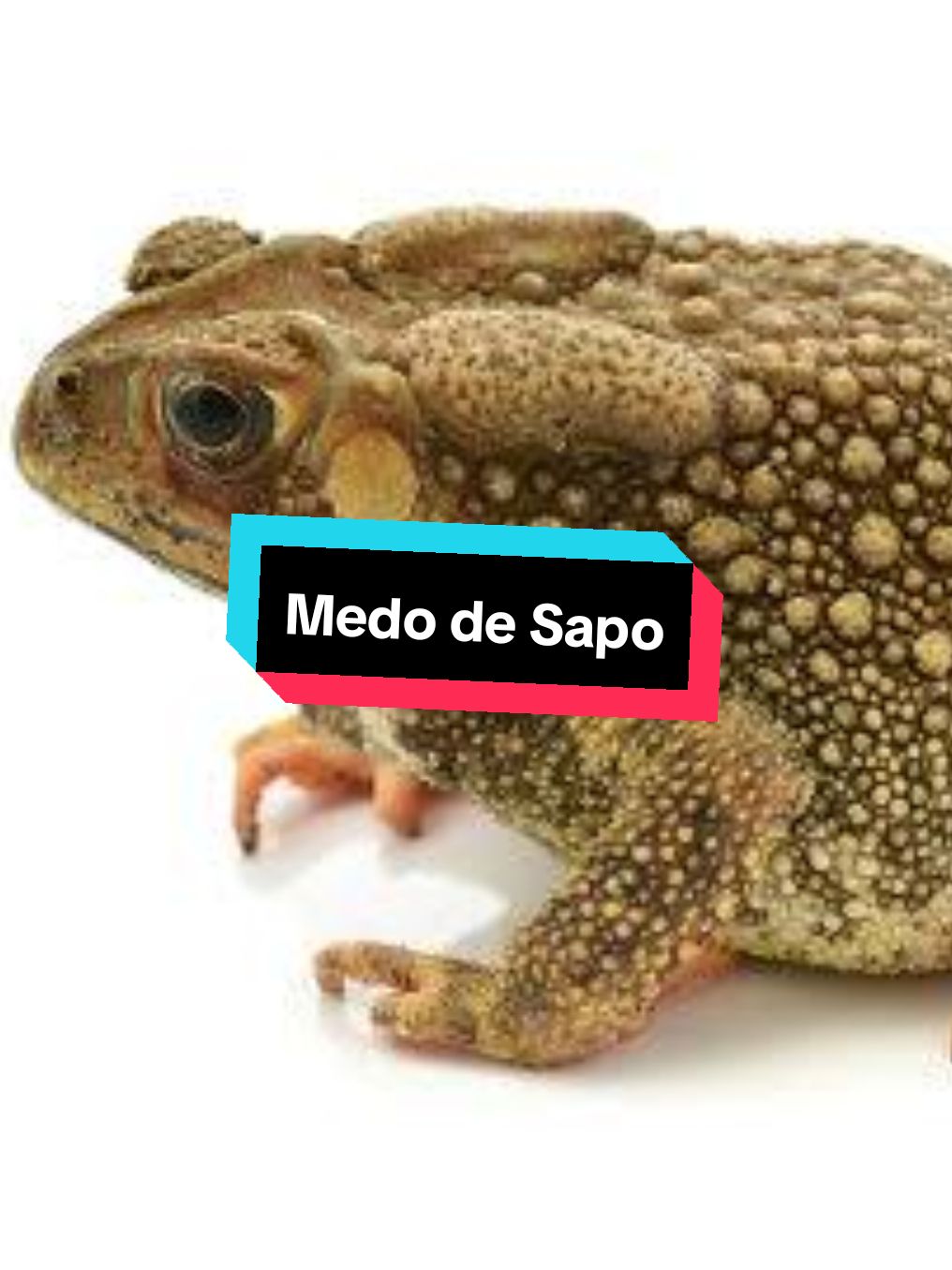 Medo de sapo pra mim não faz sentido!! Né prove que estou errado... #sapo #medo #ciencia 