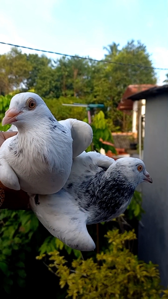 #KRISHLOFT #pigeonlovers #indianpigeons #trending #viral #tiktok #♥️♥️♥️♥️♥️♥️♥️♥️♥️♥️♥️♥️ 