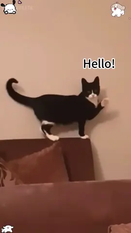 Cat can speak English #foryou #fypシ゚viral #funny #funnyvideo #funnypets #funnyanimals #cat 
