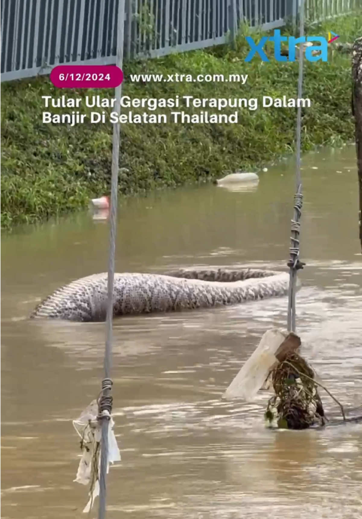 Hujan monsun di Malaysia dan selatan Thailand telah mencetuskan banjir yang dahsyat, mengakibatkan ribuan orang kehilangan tempat tinggal dan berpuluh-puluh nyawa.  Menurut Jabatan Pencegahan dan Mitigasi Bencana Thailand, sekurang-kurangnya 25 orang telah meninggal dunia dalam insiden berkaitan banjir, dan lebih 300,000 isi rumah telah terjejas teruk. Di tengah-tengah visual menyayat hati usaha menyelamat dan pemindahan, satu video tular telah mengejutkan pengguna media sosial. Ia menunjukkan seekor ular sawa retikulasi gergasi terapung di dalam air banjir, dilaporkan selepas memakan seekor anjing. Video yang dirakam di wilayah Pattani pada 1 Disember, menunjukkan ular besar itu dengan perut buncit hanyut di sepanjang jalan yang ditenggelami air.  Tular dimedia sosial, klip itu diberi kapsyen: 