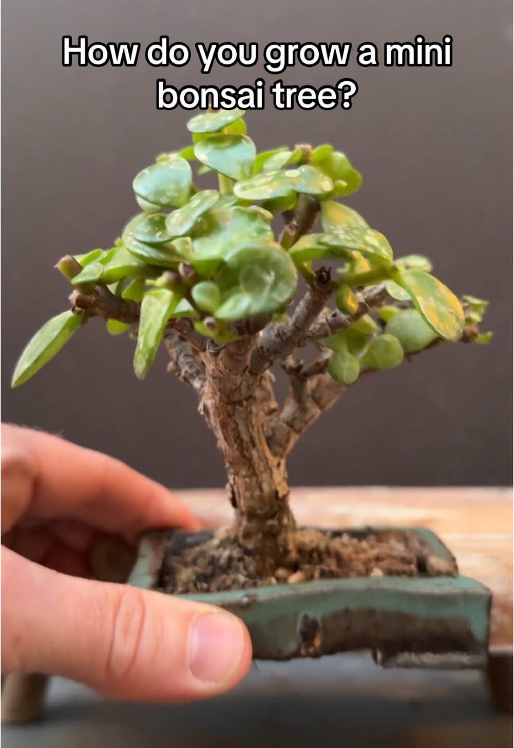 Mini bonsai creation #bonsai #bonsaitree #bonsaitok #garden #plants #nature #learning #calm