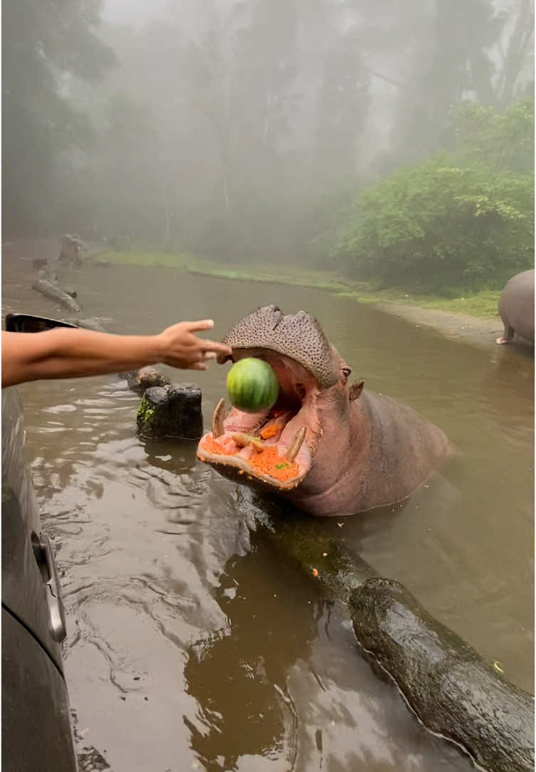 Kesampean juga ngasih makan hippo tapi ada yg nangis semangka nya dikasihin ke hippo gak boleh katanya itu punya aca buat dimakan🤣 