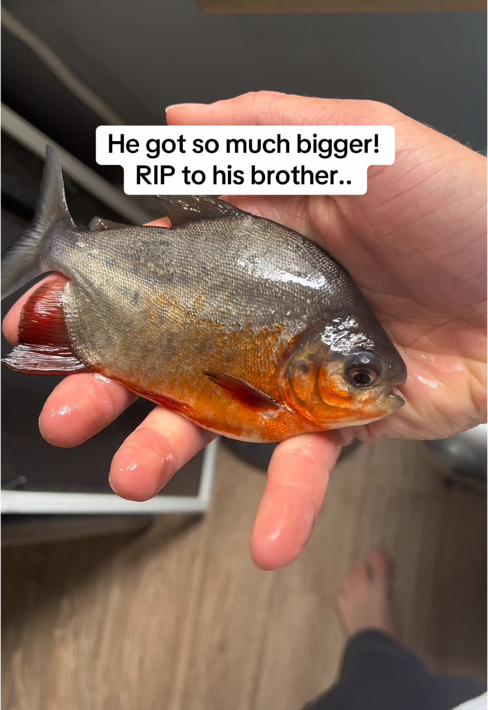 Story of Bubba the Pacu! #fyp #viral #crazy #pacu #pirahna #redtailcatfish #PetsOfTikTok #storyofmylife #lifestory 