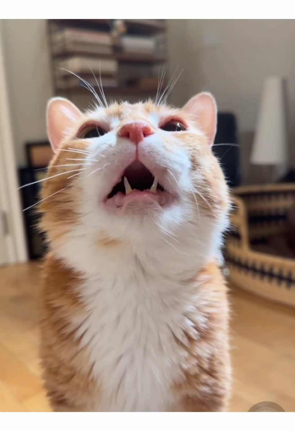 Doudou is speaking#oye #oyememe #sansanmaoer #catsvideo #catsoftiktok 