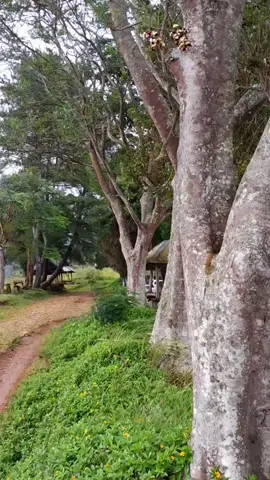 Selamat menyaksikan para pemirsa😁 #bukitcendana #lampung #pesawaran #lampungpride #lampungtiktok #bukit 