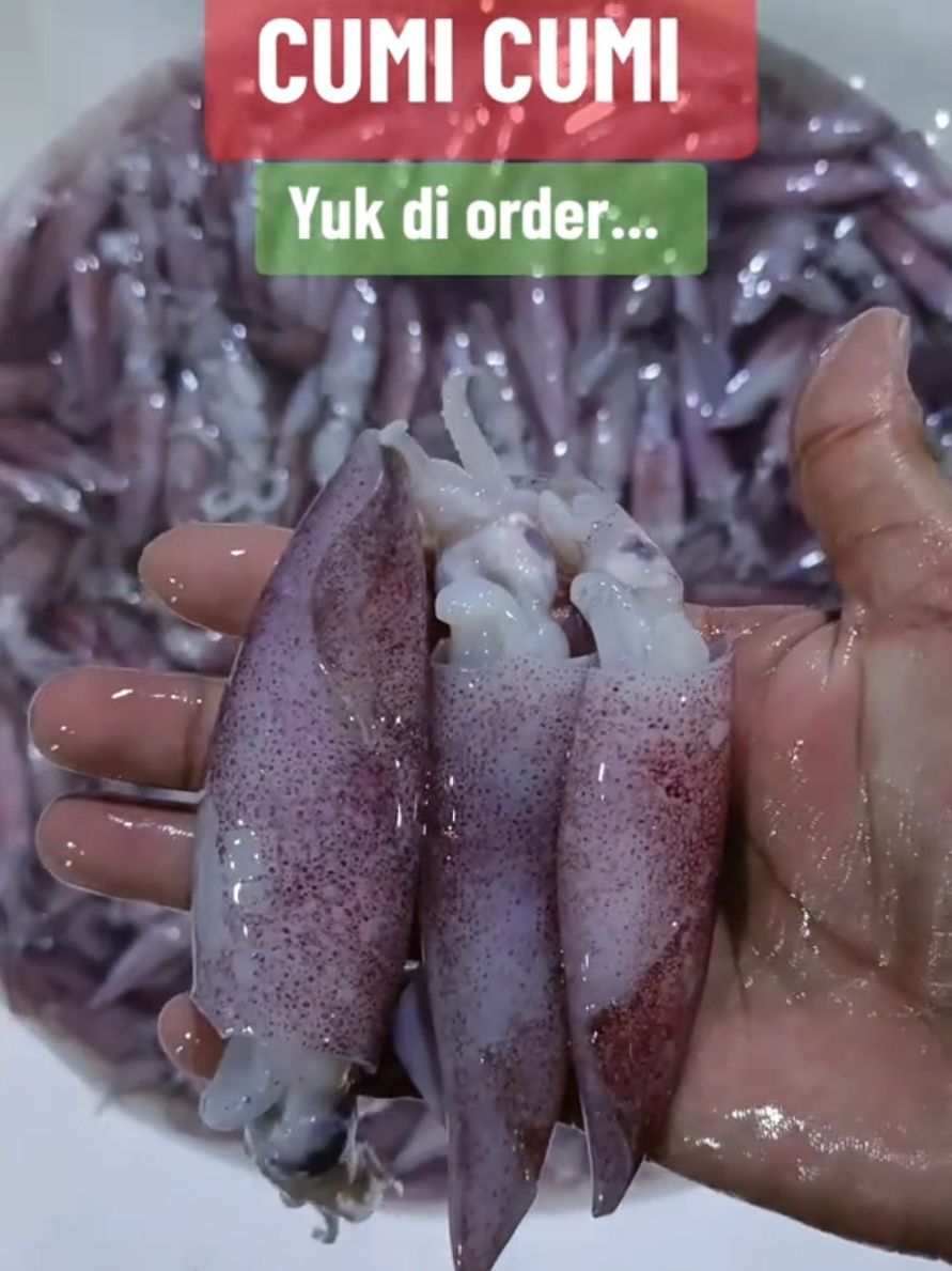 CUMI CUMI Yuk di order guys #andi_novyandi #andi_novyandi30 #andi_novyandii #Jenis_Ikan_Laut_2024 #pasarikanmuaraangke #pasar_ikan_grosir_muara_angke #ikansegar #seafoodindonesia #seafood #cumi_cumi #cumi  #cumi saus pdang #cumibendera #cumicantrang 