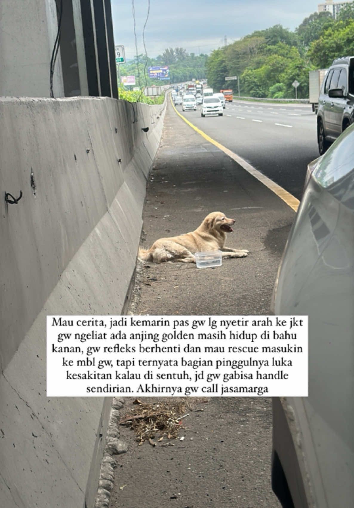 So break my heart, gw yg panikan ini sampe ngeberaniin diri buat berhenti di bahu kanan gak tega ngeliat mahluk setia tanpa dosa ini kebingungan di tengah tol, entah memang anjing ini anjing yg hilang dan nyebrang sembarangan di tol atau memang sengaja di buang oleh pemilik. Pokoknya makasih bgttt buat  tim jasamarga dan pejaten shelter yg udah mau respon permintaan tolong gw  buat rescue anjing tsb 🥹🥹🥹🫶🫶🫶 mohon info bagi yg kehilangan 🙏 #rescuedog #rescueanjing #rescueanimal #pet #pejatenshter 