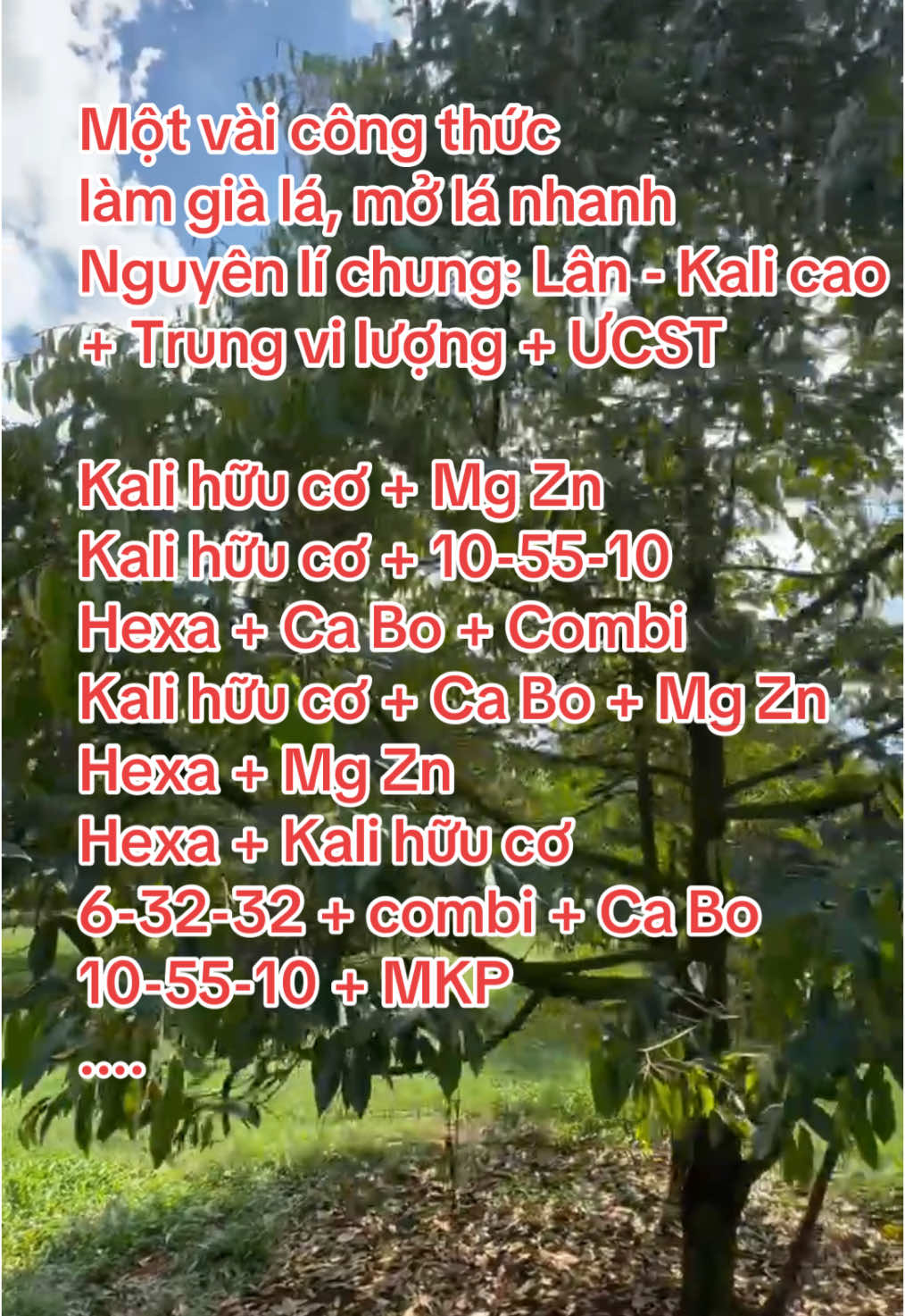 Nguyên lý chung để bà con áp dụng là Dùng lân, kali cao, kết hợp trung vi lượng, ức chế sinh trưởng, tăng giảm liều lượng tuỳ vào tình trạng cây. #saurieng #huongmai #phanbon