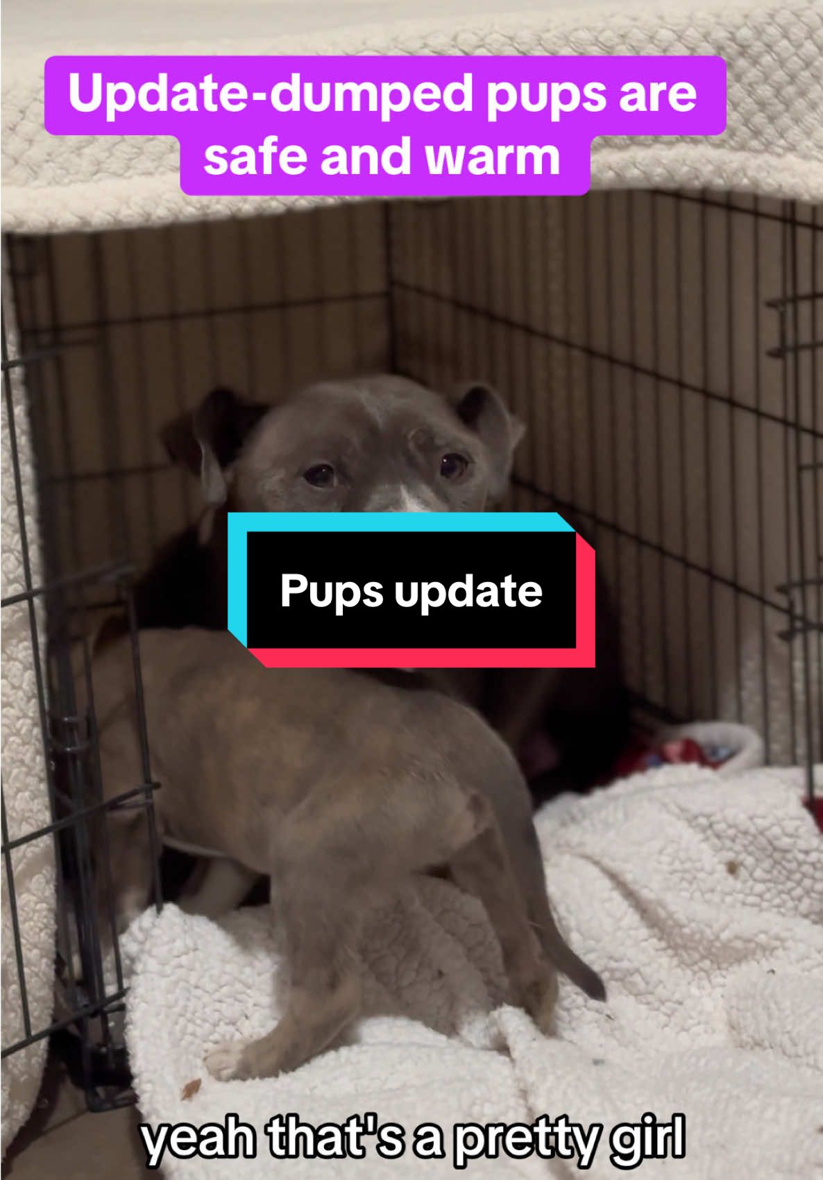 Pups update. They are safe and warm. Should I wait to give them baths? They smell horrible I was hoping to bathe them tomorrow. Mama has a cough and shes emaciated. #rescue #pitbull #pitbullsoftiktok #dogsoftiktok #puppiesoftiktok #bedtime #abandoned 