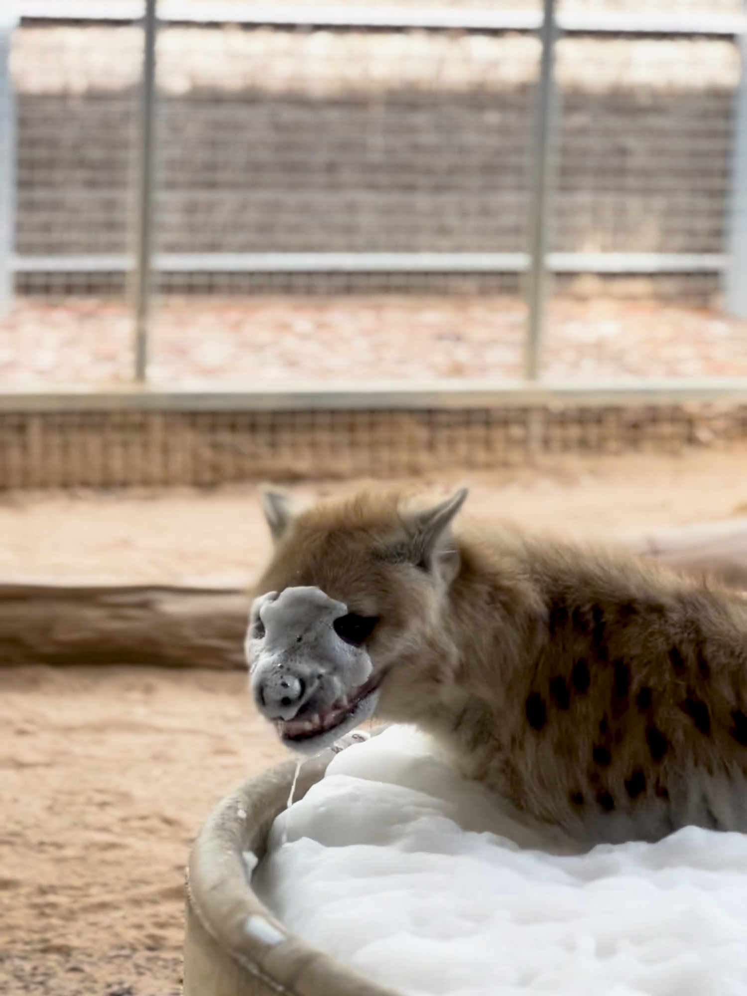 Next time the kids complain, you can tell them that even hyenas like bubble baths   🫧   #SydneyZoo #zookeepers #hyenas #bubblebath #animals