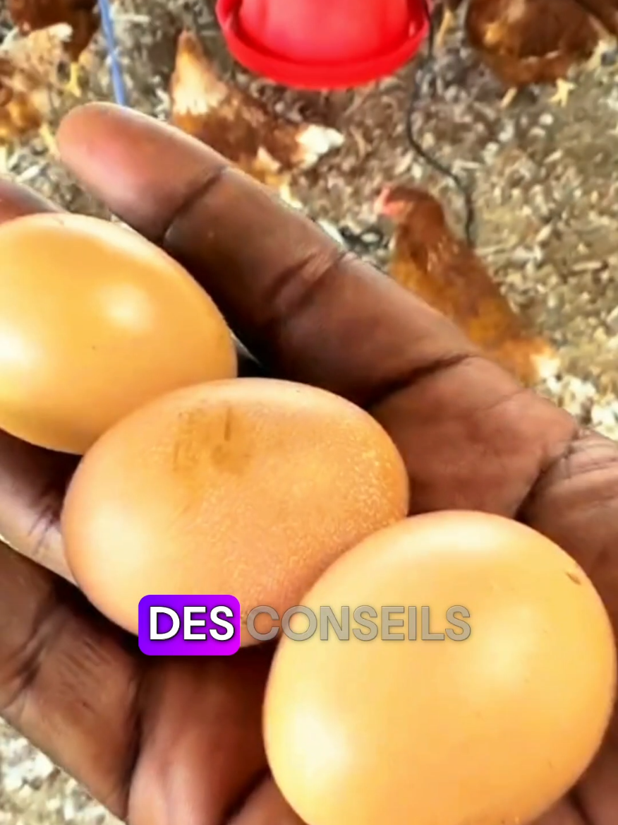 réussir l'élevage des poules 🐓 pondeuses et des poulets  de chair 🐔grâce à cette vidéo. #volailles #culture #oeuf #pondeuse #poulet #astuce #business #benintiktok🇧🇯 #tiktokcotedivoire🇨🇮 #congolaise🇨🇩 #agriculture #elevage #poulepondeuse #storytime #senegal #gabon🇬🇦 