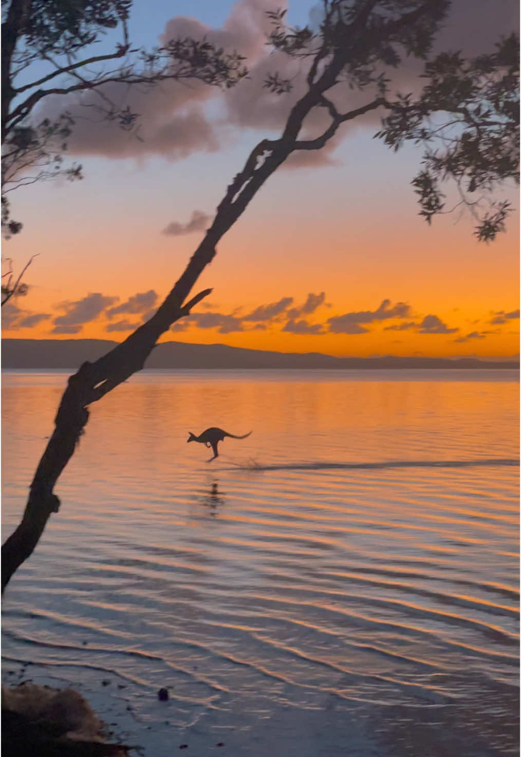 A dream come true #habitatnoosa #noosa #kangaroo #australia #sunrise 