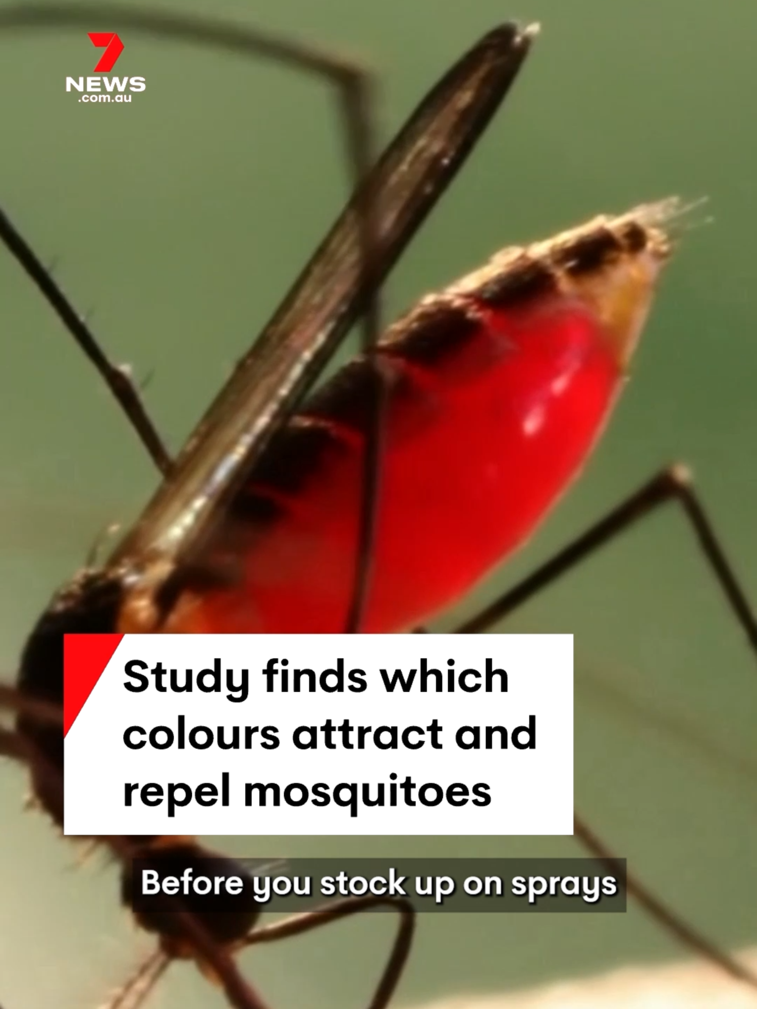 Wearing different colours might spare you some mosquito bites this summer, a new study has found. #mozzie #mozzies #mosquito #mosquitoes #insect #insects #insectbites #7NEWS