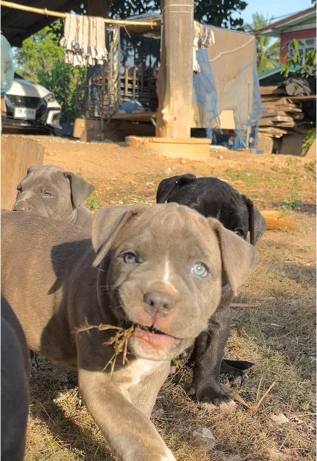 เดี๋ยวถุยน้ำลายใส่ แบบยุค 90‘s #ลูกหมา #pitbull #pitbullpuppy #pitbullsoftiktok #pupperonishuffle #เปิดการมองเห็น #เปิดการมองเห็นเถอะ #เปิดการมองเห็นtiktok #merletherescuedog #พิลบูลติ๊งต๊อง #พิลบูล #การเลี้ยงแม่พันธุ์ #สัตว์โลกน่ารัก #puppiesoftiktoktok #ลูกหมาน้อย🐶 #pitbullpuppy #pitbulls #puppydog 