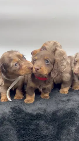 They are so cute 🥰 #miniature #dachshund #minidachshund #minidachshundpuppy #dachshundpuppy #dachshundsoftiktok #minidachshundsoftiktok #adoptdontshop #adoptme #foryoupage #foryoupageofficiall 
