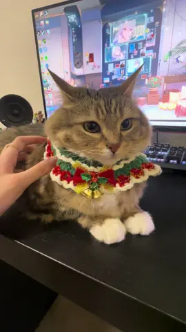 Christmas car #catsoftiktok 