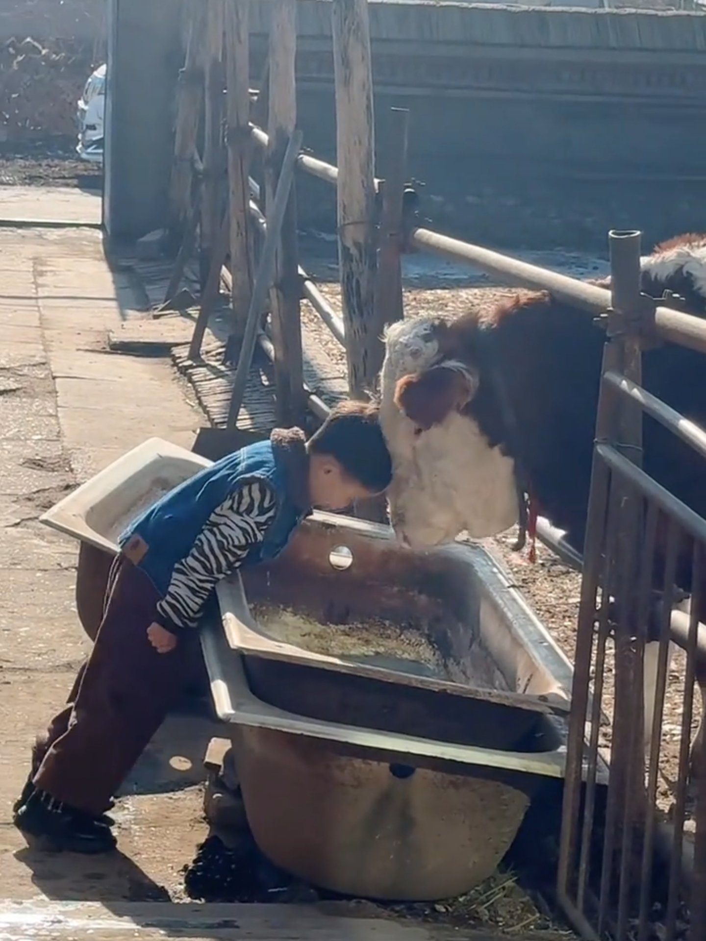 Cute an cuter! #kid #cattle #cuteness