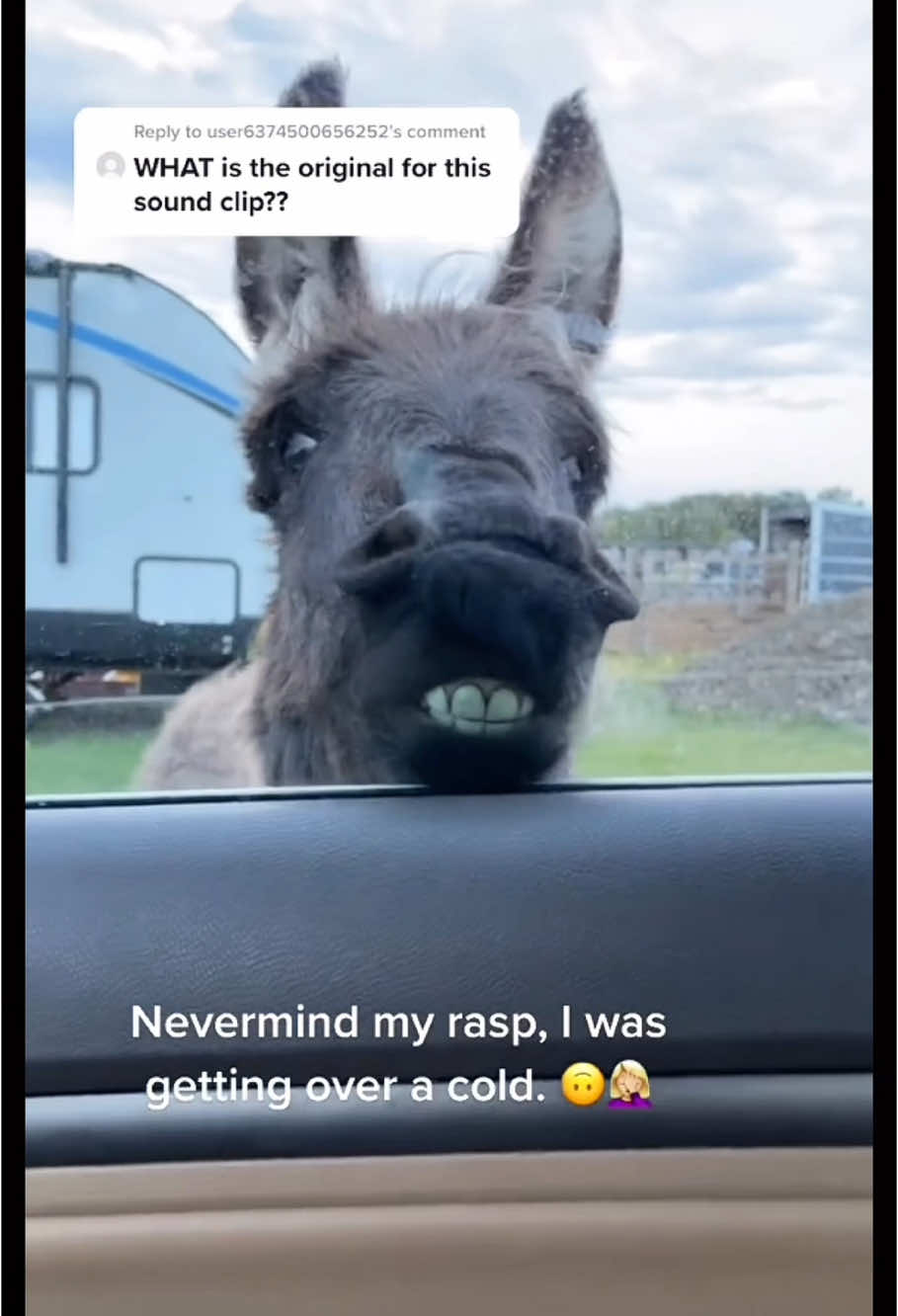 The new day is full of donkeys' energy🤣#funny #animal #donkey #donkeyoftiktok #farm #farmlife #hilarious #behavior #🤣🤣🤣   