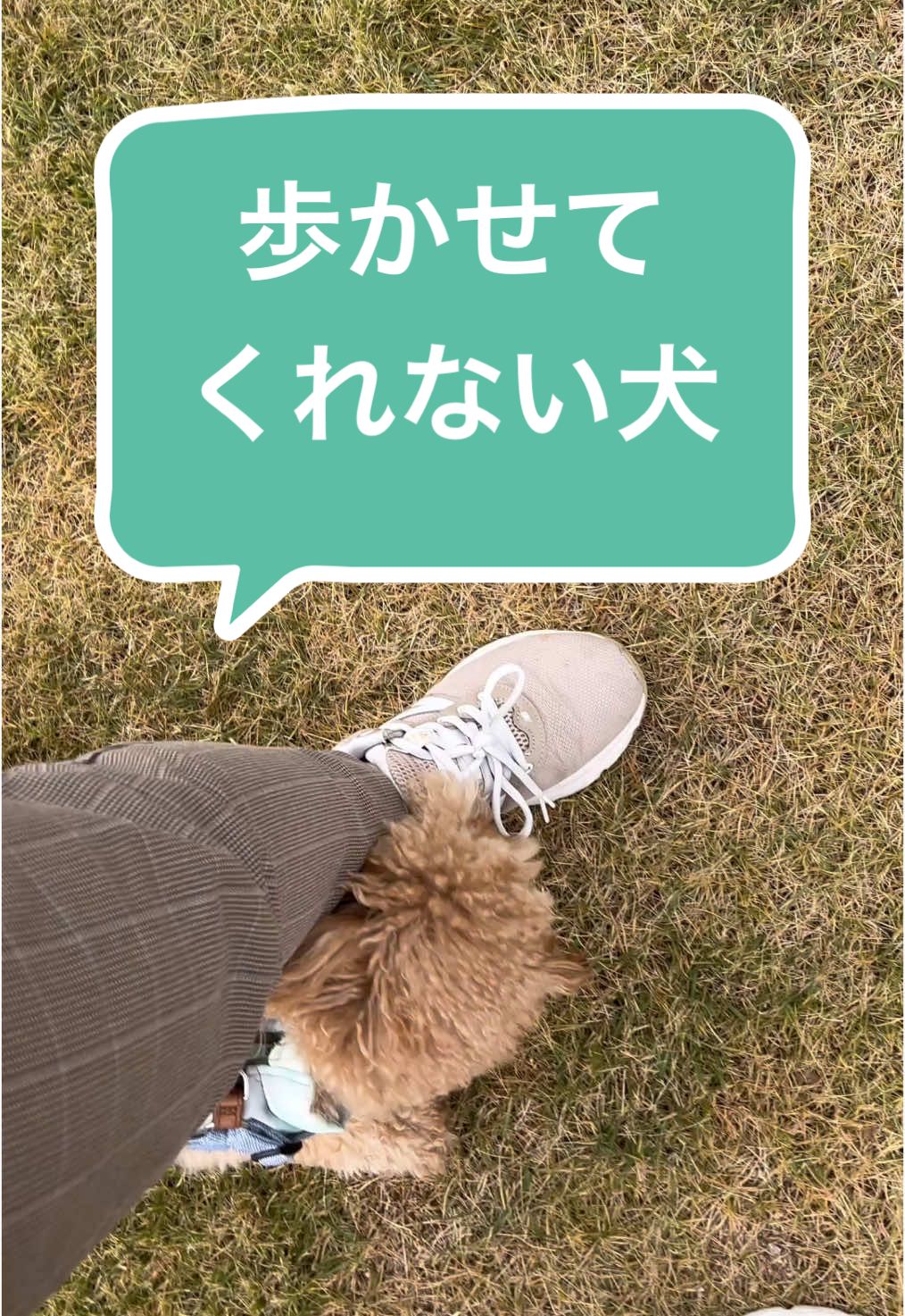 こんなんしたら散歩行けないよ！？ww#トイプードル #面白い犬 #わんこのいる生活 #ペット 