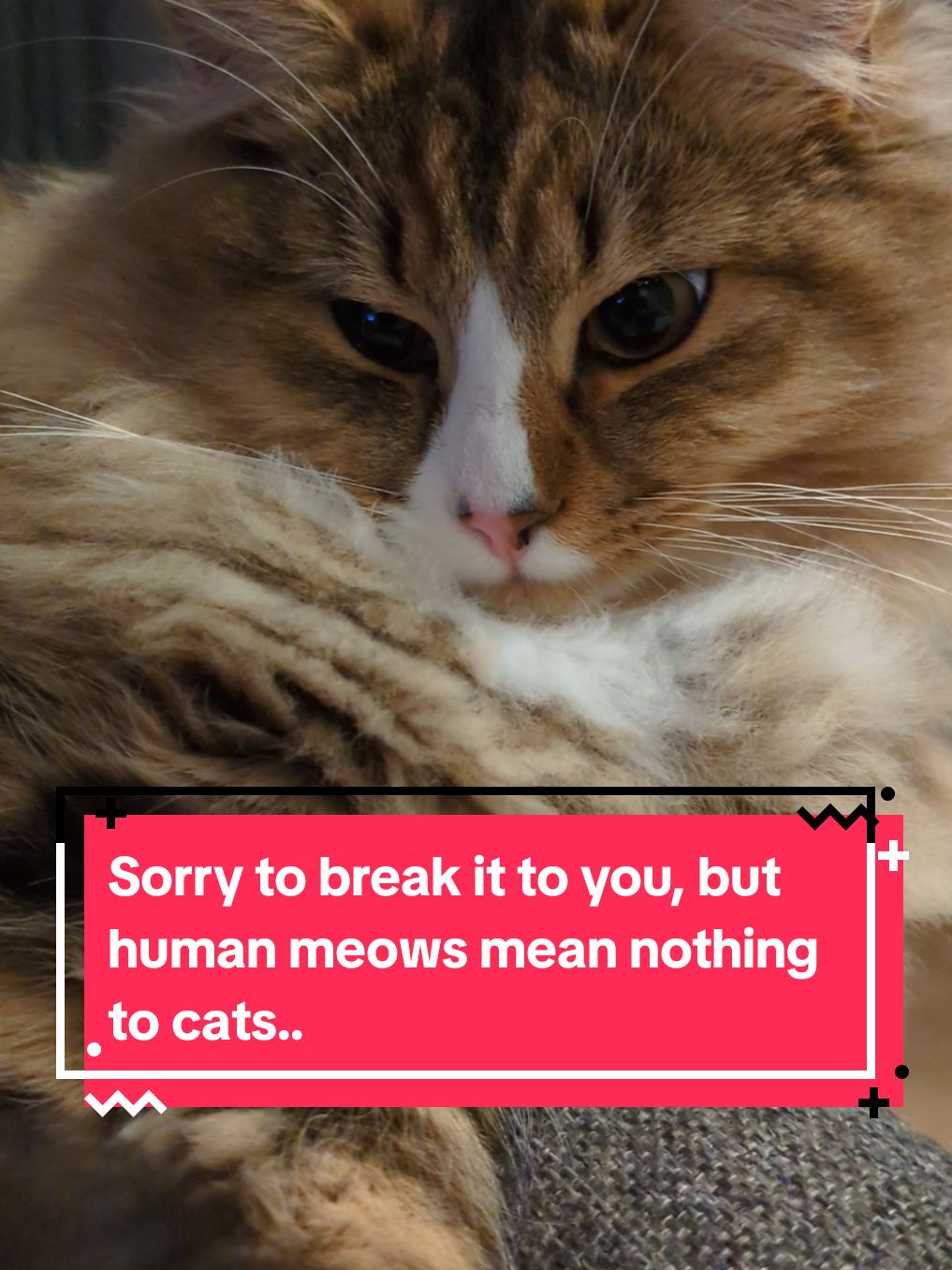 Sorry to break it to you, but human meows mean nothing to cats.. #catfacts #catlovers #catsoftiktok #cattok #kittensoftiktok 