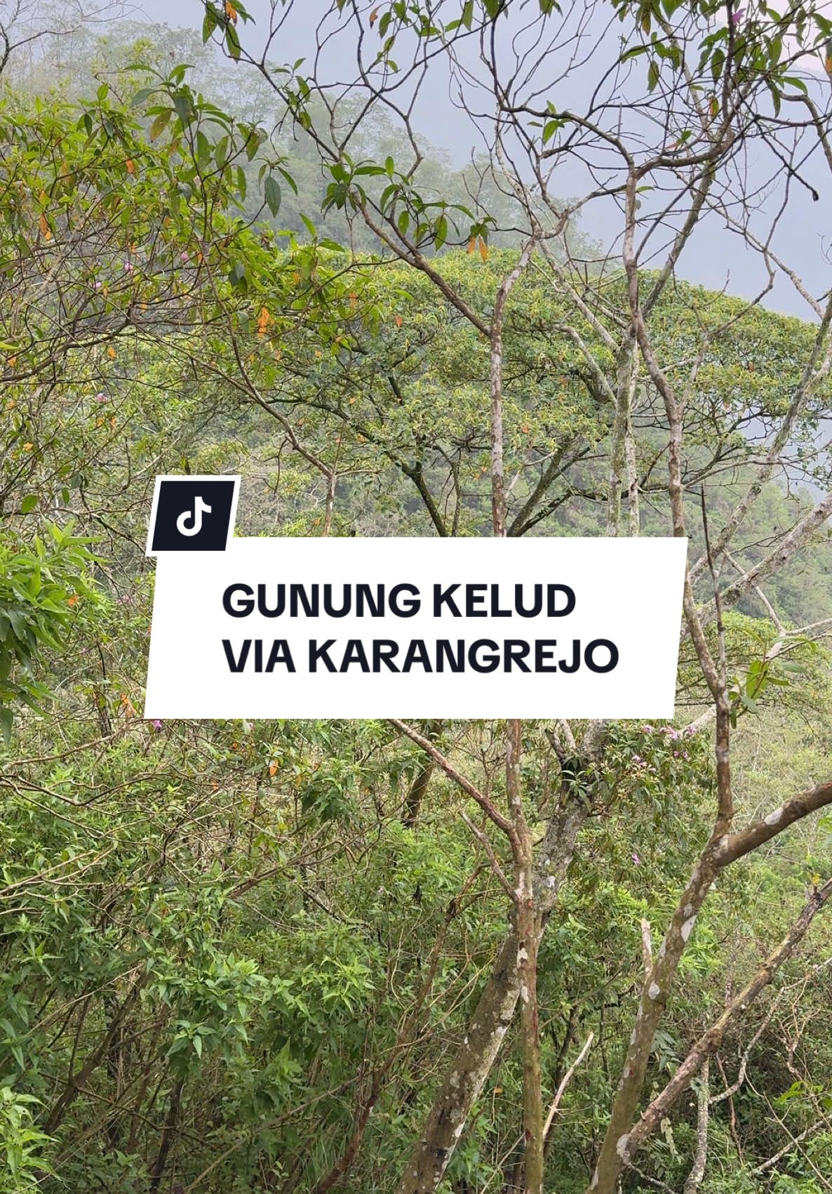 Salah satu pertanda kalau hutan masih alami adalah masih banyak Flora dan Fauna yang dijumpai Salah satunya saat pendakian #gunungkelud Via Karangrejo, seringkali para pendaki ketemu dengan banyak fauna di sepanjang jalur pendakian yaitu Ayam Hutan Semoga saja gunung ini tetap terjaga kelestariannya. . . #gunungkeludkediri #gunungkeludviakarangrejo 