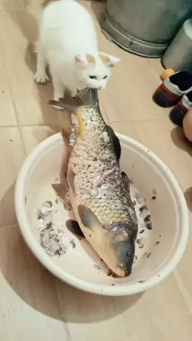 Kitten is never seen a fish this big#foryou #funny #kitty #funnycat #cat #catsoftiktok #funnyanimals 