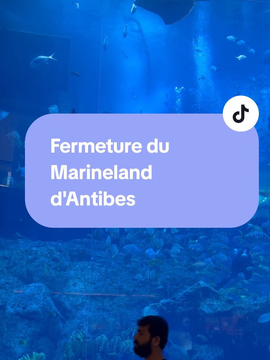 Bonne ou mauvaise nouvelle ? 💬👇 ℹ️ Marineland d’Antibes fermera définitivement en janvier 2025, impacté par une loi de 2021 interdisant les spectacles de cétacés. La polémique sur le bien-être des animaux, alimentée par des décès d’orques et des critiques sur leurs conditions de vie, a accentué les difficultés. 🐋 Le parc abrite 3 000 animaux, dont les derniers orques en France, et devra organiser leur relogement. Avec une fréquentation en baisse, Marineland n’a pas pu maintenir son modèle économique. #actualite #voyage #marineland #antibes 