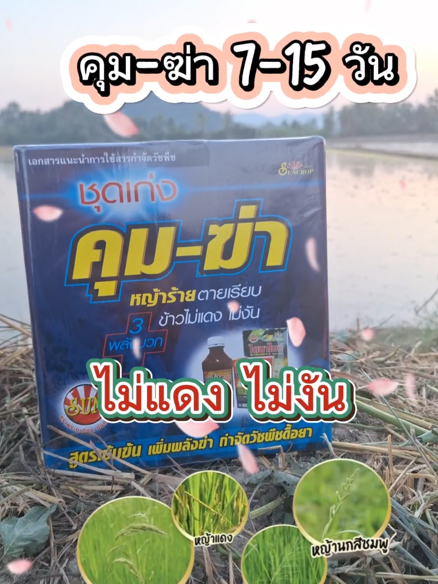 คุม ฆ่า หญ้า. ตายเรียบ 7-15 วัน ชาวนาถูกใจ นาเอี่ยมสะอาด #วัยรุ่นทํานา #นาปรัง #ชาวนาไทย #นาข้าว #วัยรุ่นทํานา🌾 