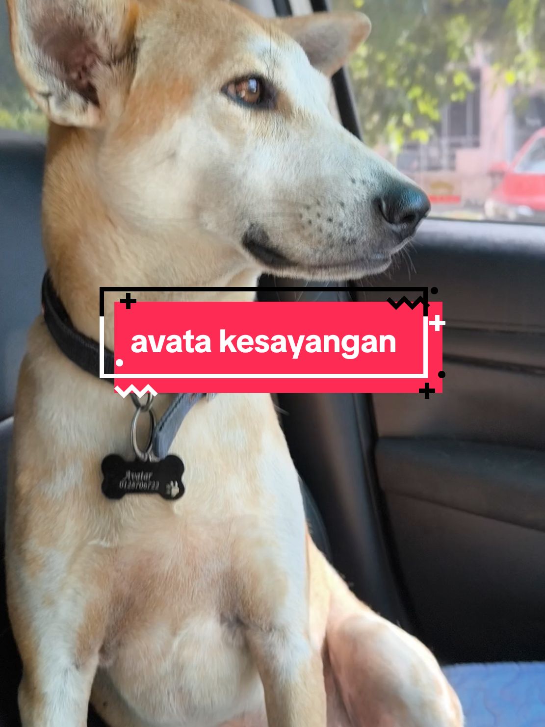 avata kesayangan