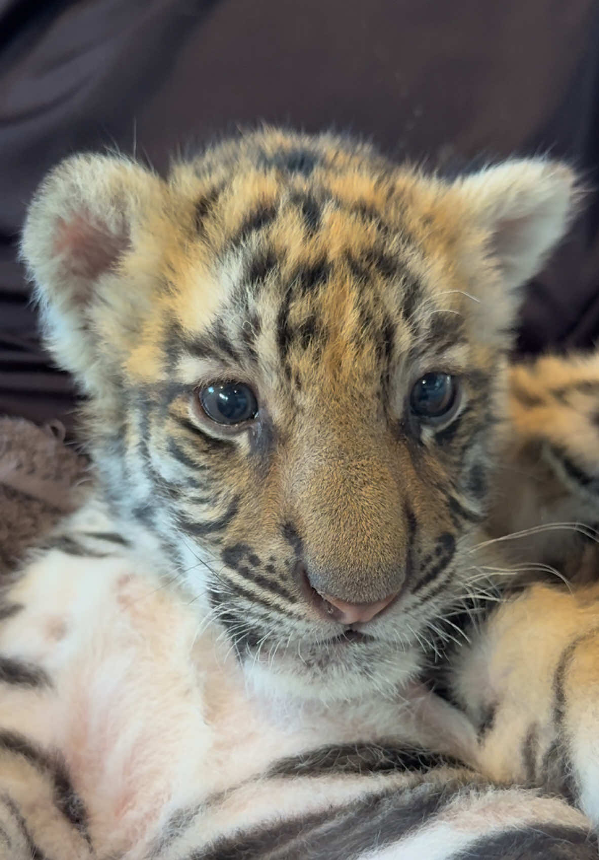 ต้าวก้อนแมวส้ม พบกันเร็วๆนี้ค้าบ 🐯 #cute #tiger #cutetiger #babytiger #เสือน่ารัก #เสือ #flypシ #zoo #แมวส้ม 