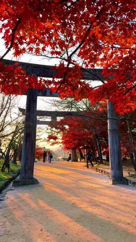 Kamado Shrine (Fukuoka) / 竈門神社 竈門神社の紅葉🍁🤩 Kamado Shrine has the same kanji as Tanjiro Kamado from Demon Slayer 🍁⛩️ Please share 🥰🙏 Please follow → @japan_walker_ #japan #japantravel #japantrip　#shrine #kamado #kamadotanjirou #kamadoshrine #torii #fukuoka #dazaifu #竈門神社 #kamadonezuko #竈門炭治郎 #竈門禰豆子 #太宰府 #福岡 #kyushu #九州 #鬼滅の刃 #demonslayer #kimetsunoyaiba #autumn #autumnvibes🍁 #紅葉 #神社 #秋 