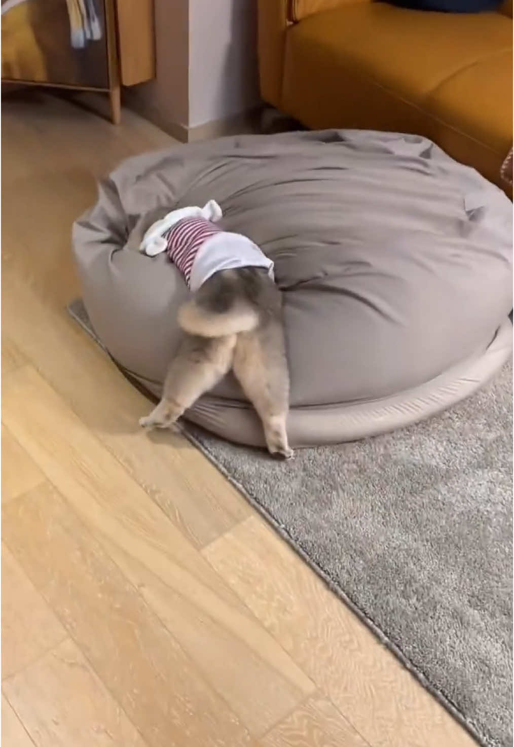 #cat #cutecat #funnycat #catsoftiktok #kitty 